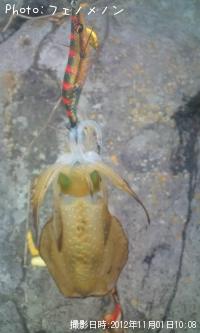 ¥¢¥ª¥ê¥¤¥«