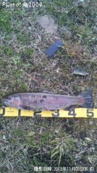 ¥ì¥¤¥ó¥Ü¡¼¥È¥é¥¦¥È