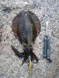 �����ꥤ��