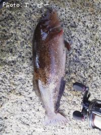 �����ʥ�