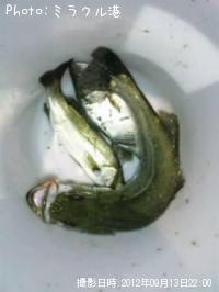 �����Х�