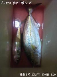 ¥Í¥¤¥´¤È¥µ¥Ð