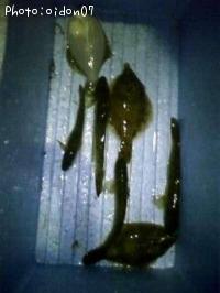 ¥«¥ì¥¤¡¦¥Ï¥¼