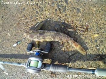 �����ʥ�