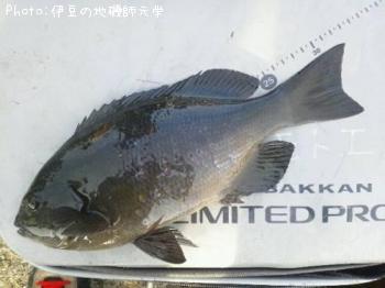 ¸ýÂÀ¥á¥¸¥Ê