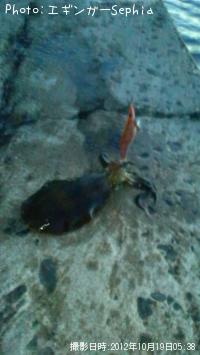 ¥¢¥ª¥ê¥¤¥«