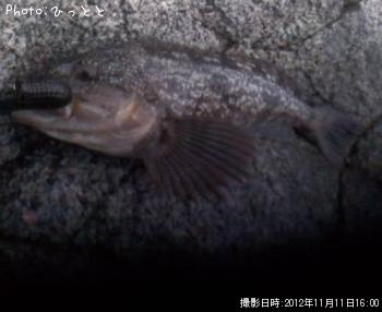 �����ʥ�