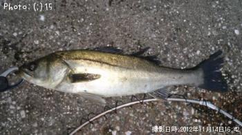 �����Ф�