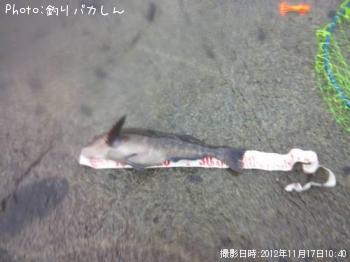 �����ʥ�