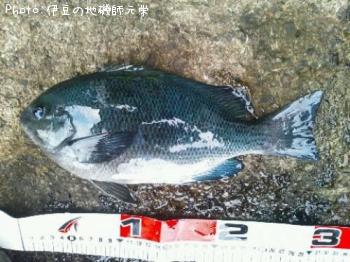 ¸ýÂÀ¥á¥¸¥Ê