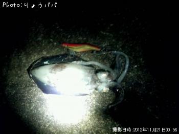 ¥¢¥ª¥ê¥¤¥«