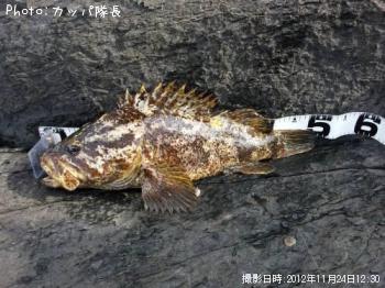 ¥Ù¥Ã¥³¥¦¥¾¥¤