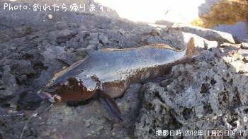 �����ʥ�