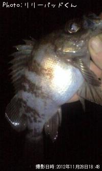 ��Х�����