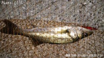 �����Ф�