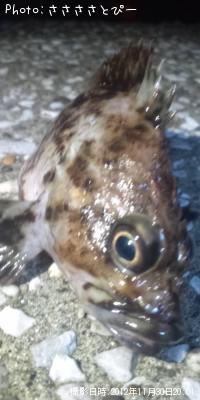 メバル&ソイ&シーバス