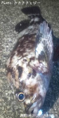 メバル&ソイ&シーバス