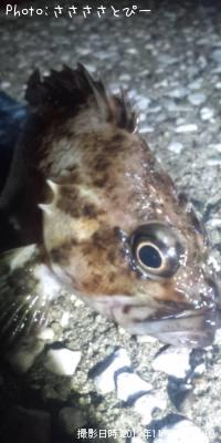 メバル&ソイ&シーバス