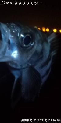 メバル&ソイ&シーバス