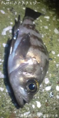 メバル&ソイ&シーバス