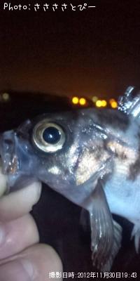 メバル&ソイ&シーバス