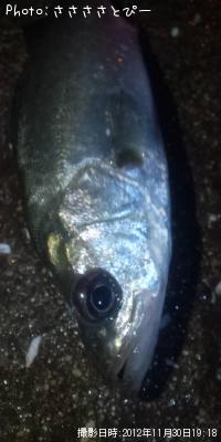 メバル&ソイ&シーバス