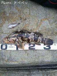 �٥å�������