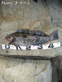 �����ʥ�