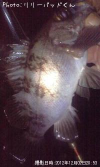 メバルんるん♪