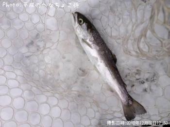 ¥³¡¼¥Û¥µ¡¼¥â¥ó