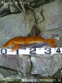 �����ʥ�