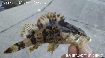 ¥¿¥±¥Î¥³¥á¥Ð¥ë