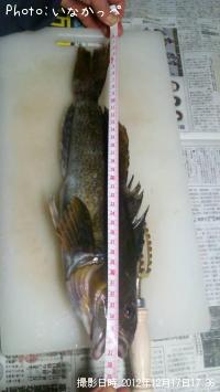 �����ʥ�