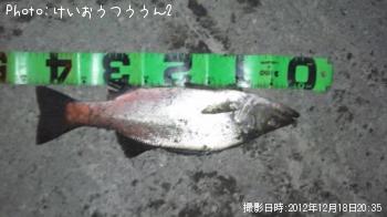 ¥Ò¥é¥»¥¤¥´