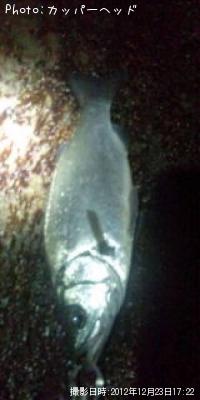 ¥Ò¥é¥»¥¤¥´