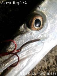 ���˥��ޥ�