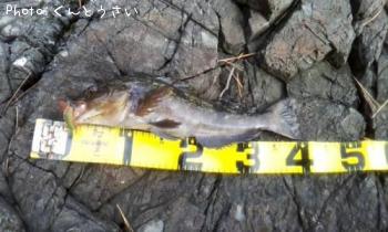 �����ʥ�