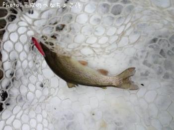 ¥ì¥¤¥ó¥Ü¡¼¥È¥é¥¦¥È