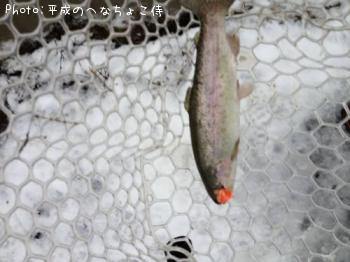 レインボートラウト