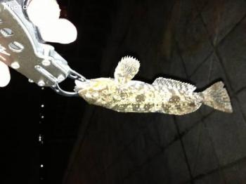 �����ʥ�