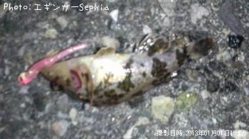 �����Υ���Х�