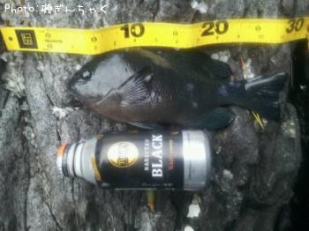 ¸ýÂÀ¥á¥¸¥Ê