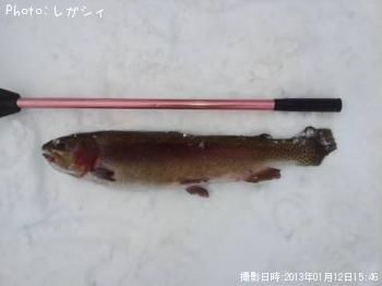 レインボートラウト