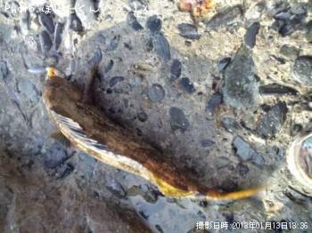 �����ʥ�