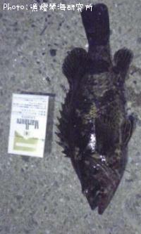 タケノコメバル