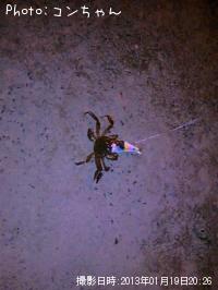 ¥â¥¯¥º¥¬¥Ë