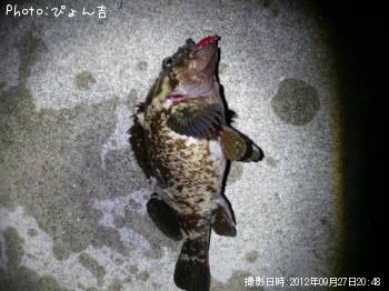 �٥å�������