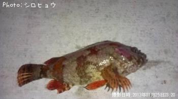 ¥è¥í¥¤¥á¥Ð¥ë