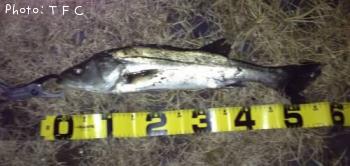 �����Х�