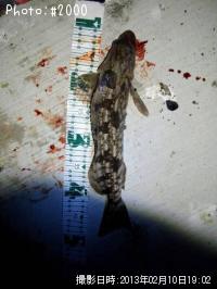 �����ʥ�